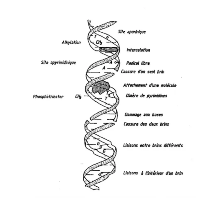 Fig. 5 : Principales lésions à l’ADN induites par l’exposition à des agents génotoxiques (Léonard 1990) 