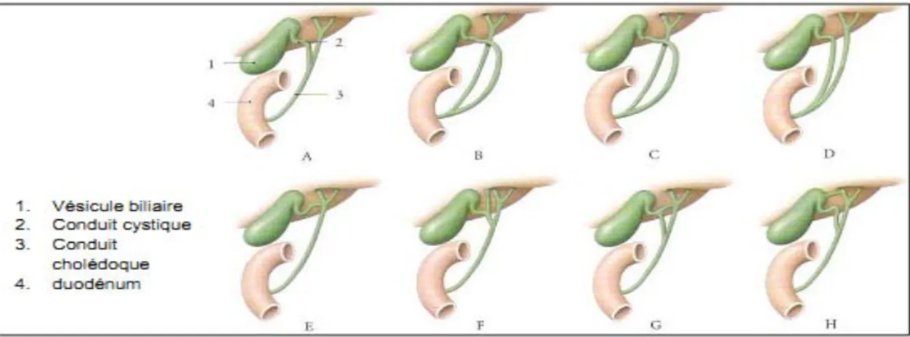 Figure 6: Conduit cystique: Normal (A) et variations (B/C/D/E/F/G/H) [12]. 