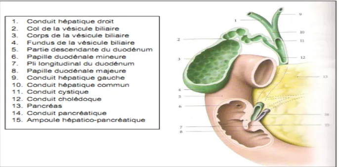 Figure 7: Voies biliaires [12]. 