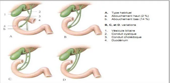 Figure 8 : Le canal cholédoque [12] 
