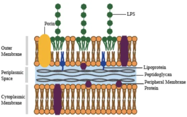 Figure 18: Structure de la paroi cellulaire des bactéries à Gram négatif [56] 