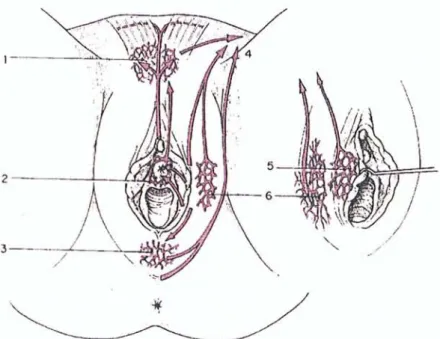 Figure 1 : Ple xu s lymphatiques vu lvaires
