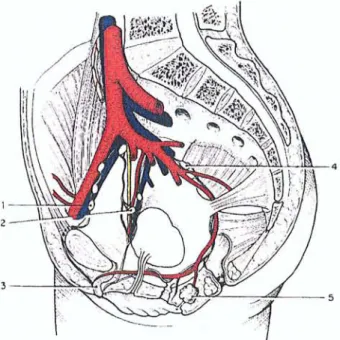 Figure 3 : Lympha tiques du cli toris