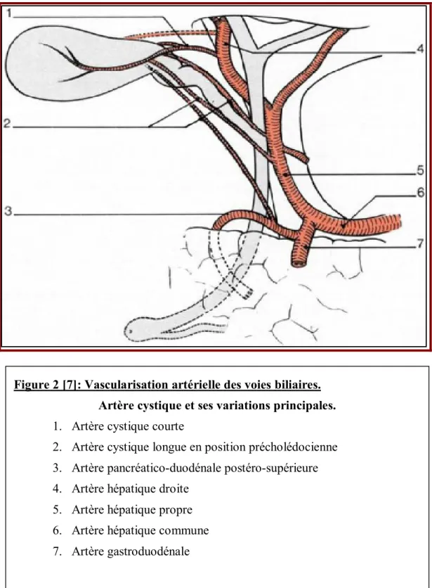 Figure 2 [7]: Vascularisation artérielle des voies biliaires. 