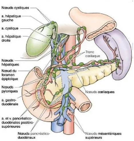 Figure 11 : drainage lymphatique de la vésicule biliaire et du canal cholédoque (23). 