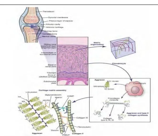 Figure 2 : le cartilage articulaire, architecture et composition [7] 