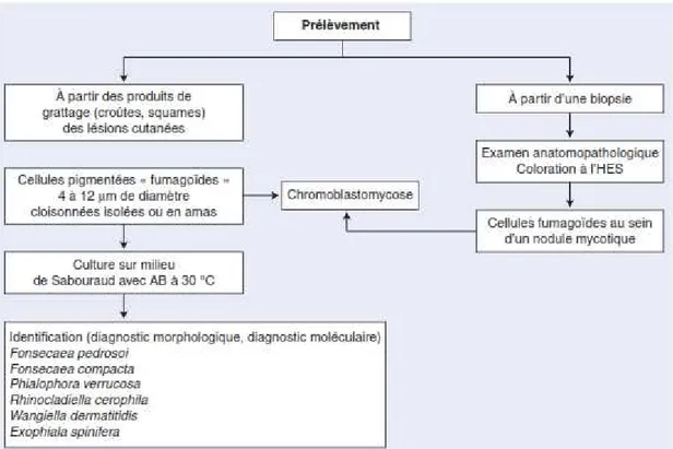 Figure 35 : Arbre décisionnel. Diagnostic d’une chromoblastomycose à partir           d’un prélèvement mycologique ou à visé anatomopathologique