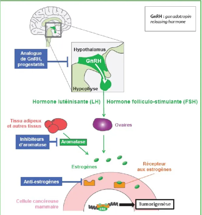 Figure 1: Cibles thérapeutiques pour l’hormonothérapie du cancer du sein 28  