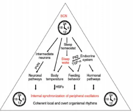 Figure 8: Organisation hiérarchique du système circadien. 