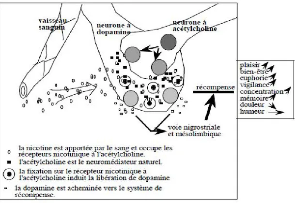 Figure 38 : Schéma d'une synapse entre neurone à acétylcholine et neurone à dopamine. 