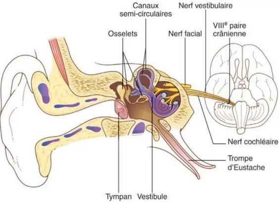 Figure 1: Anatomie de l’oreille et de ses connexions avec les centres. [5] 