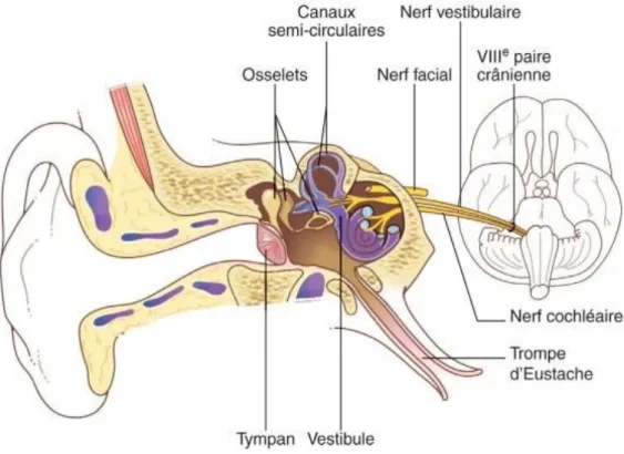 Figure 1: Anatomie de l’oreille et de ses connexions avec les centres. [5] 