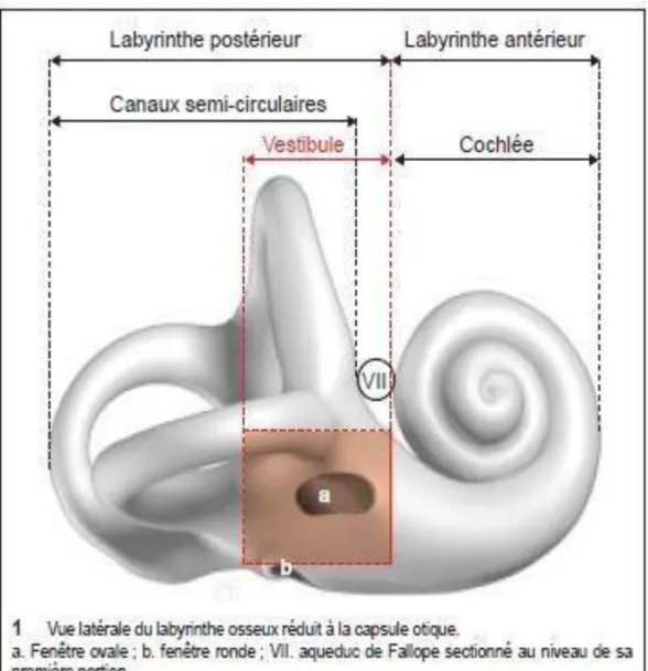 Figure 2: Anatomie osseuse du labyrinthe [6] 