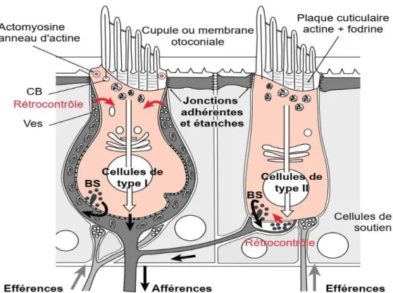 Figure 9: Schéma des deux types des cellules ciliées I et II [17]. 