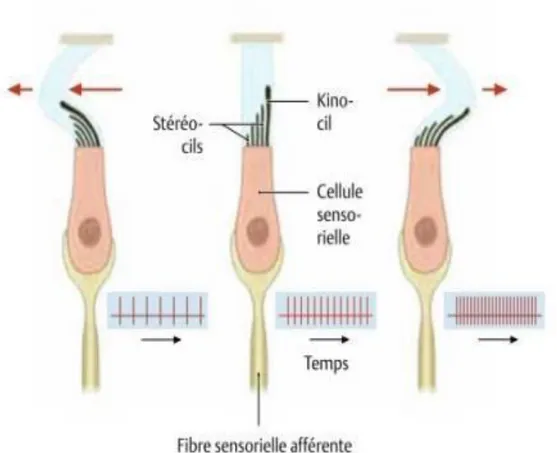 Figure 10: La transduction dans les cellules ciliées [18]. 