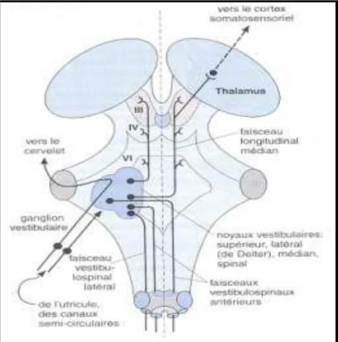 Figure 12: Vue dorsale du tronc cérébral montrant les voies vestibulaires. (Le cervelet et le  cortex cérébral sont enlevés) [22]