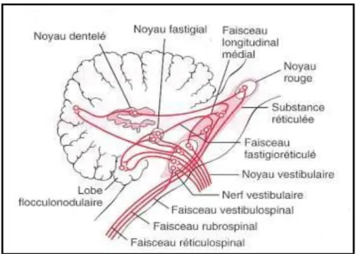 Figure 14: Les nerfs vestibulaires et leurs connexions avec les autres aires du SNC [23]