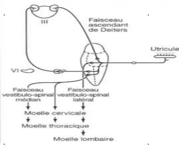 Figure 15: Schéma des projections vestibulo-spinales [28] 