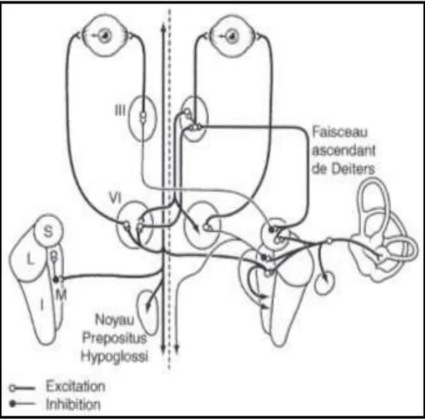 Figure 16: Schéma du réflexe vestibulo-oculaire du canal horizontal [28] 