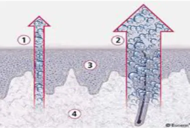 Figure 6Diagramme schématique montrant le mécanisme de la PIE et l’eau  quittant une glande sudoripare