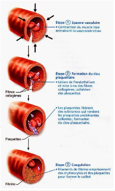 Fig2 : Étapes de l’hémostase primaire