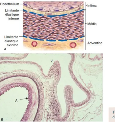 Fig3 : Coupe histologique transversale  d’une artère