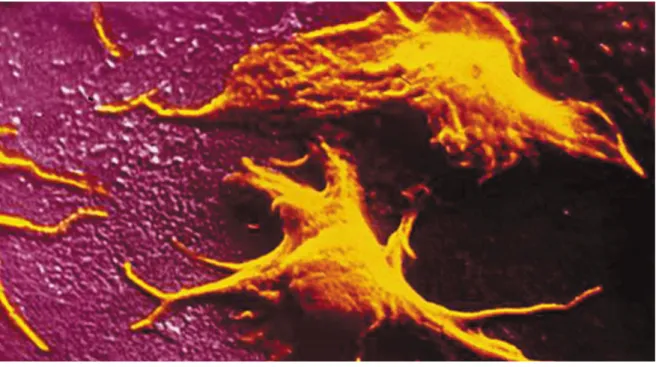 Fig4 : Image reconstituée en 3D des plaquettes sanguines