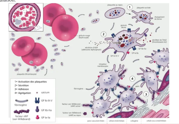 Fig6 : Rôle des plaquettes dans l’hémostase primaire