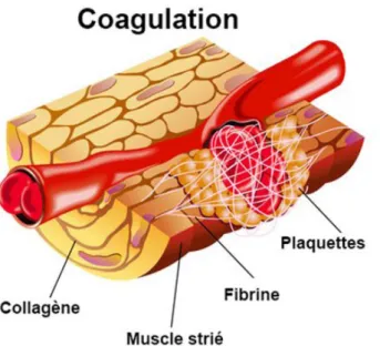 Fig8 : Caillot d’hémostase