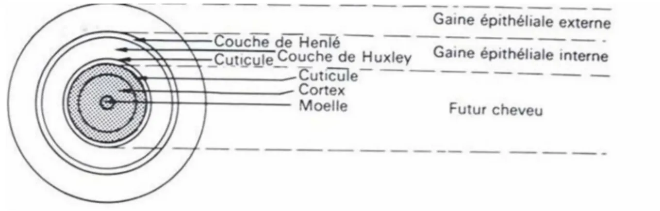 Figure 6: Couches cellulaires concentriques de la partie supra bulbaire d’un follicule (5)