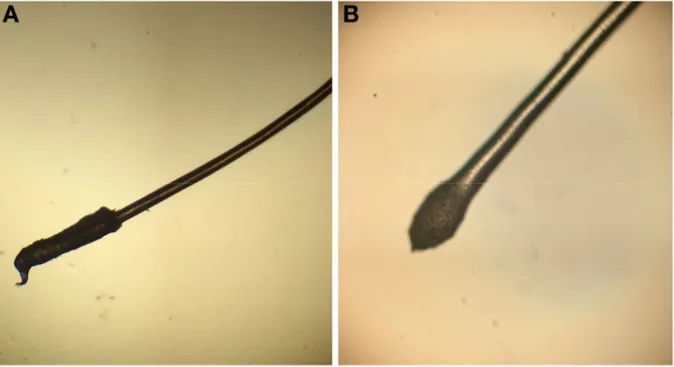 Figure 9: (A) La racine anagène du poil est recouverte d'une longue gaine. (B) la racine  de cheveux télogène est en forme de trèfle et sans gain 