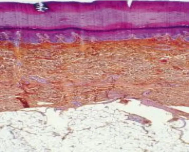 Figure 1 : Trois couches cutanées : épiderme, derme, hypoderme, bien visibles en  microscopie (9)