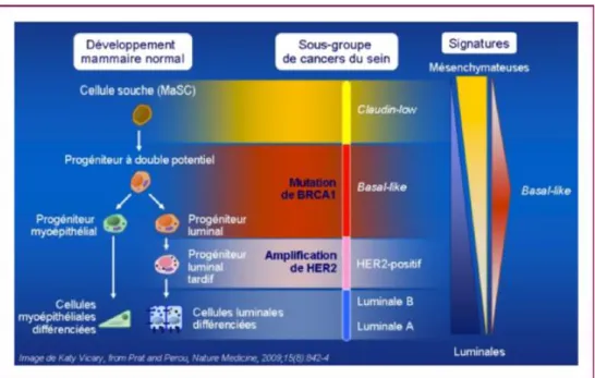 Figure N° 2: Hypothèse du développement tumoral selon les sous-types moléculaires de cancers  du sein [61]