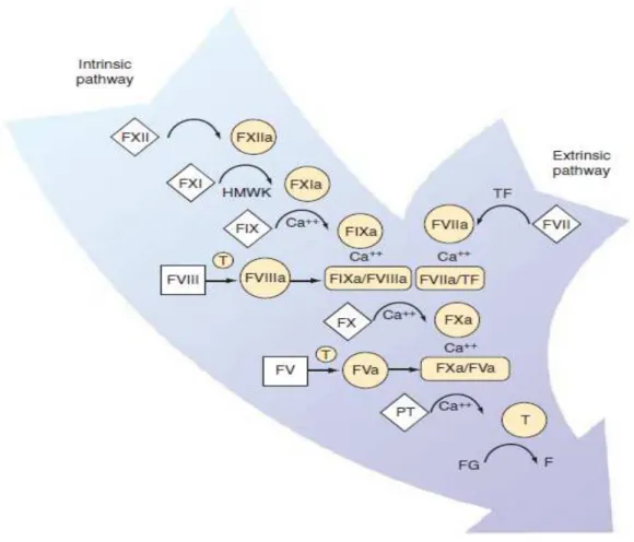 Figure 3 : schéma simplifié de la coagulation in vitro[6]. 