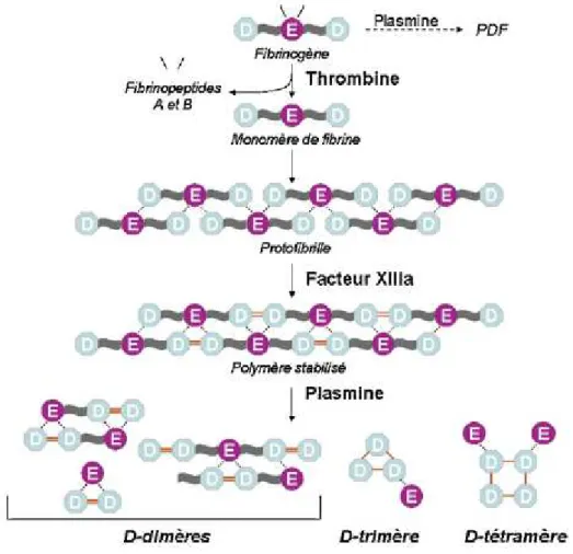 Figure 7 : biosynthèse des D-dimères[10]. 
