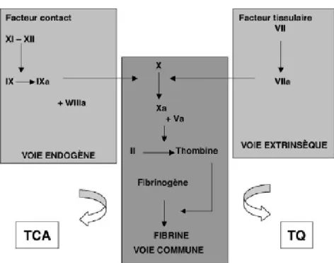 Figure 8 : Exploration in vitro de la coagulation[3]. 