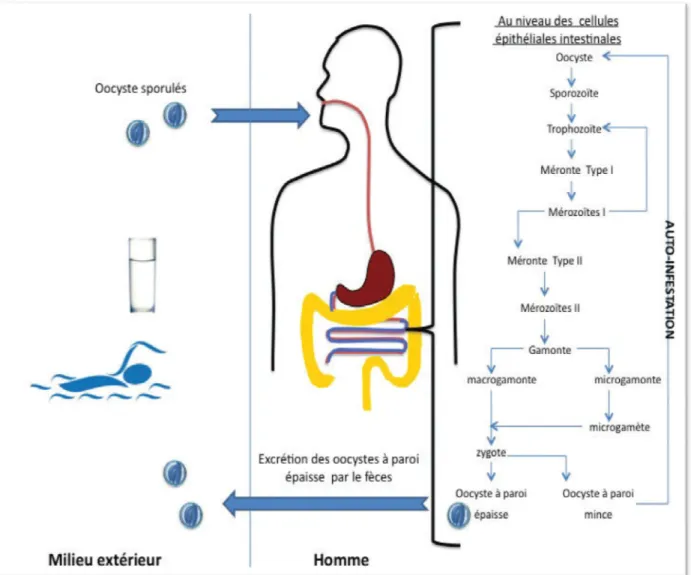 Figure 1 : Cycle de développement dCycle évolutif et données morphologiques : 