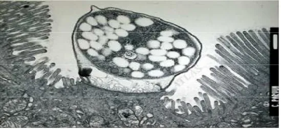 Figure 3 : Un oocyste immature de Cryptosporidium parvum vu en microscope  électronique [89] 
