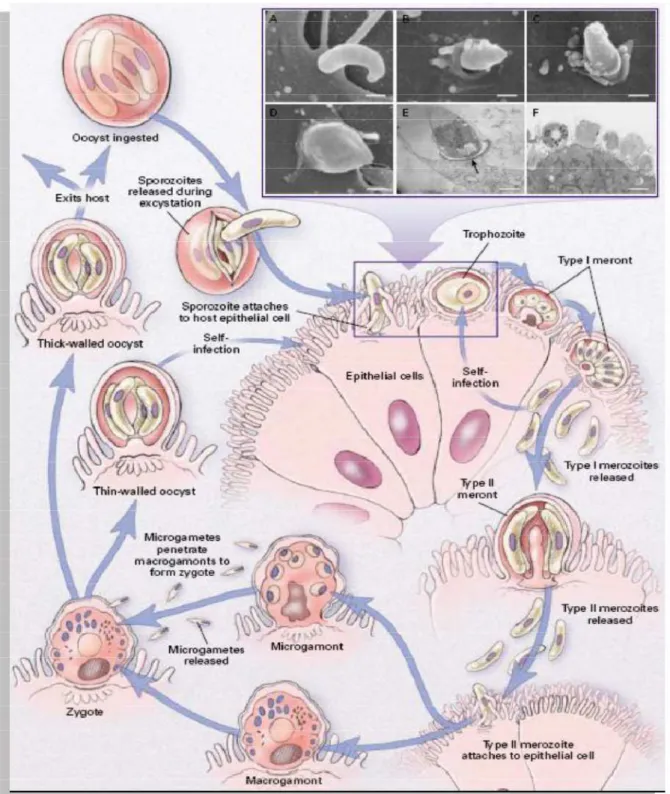 Figure 6 : Cycle de vie de Cryptosporidium et Infection de Cellules Épithéliales Hôtes  [90]