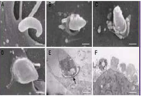 Figure 7 : cycle de Cryptosporidium vu en microscope électronique [83] 