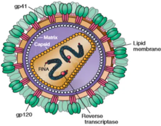 Figure 1: Structure du VIH-1 incluant les protéines d’enveloppe gp41 et gp120, l’ARN génomique, la transcr et les protéines p18 et p24 de matrice et de capside  [6]