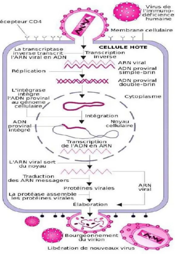 Figure 2:Cycle schématique de la réplication du VIH [6]. :Cycle schématique de la réplication du VIH [6].