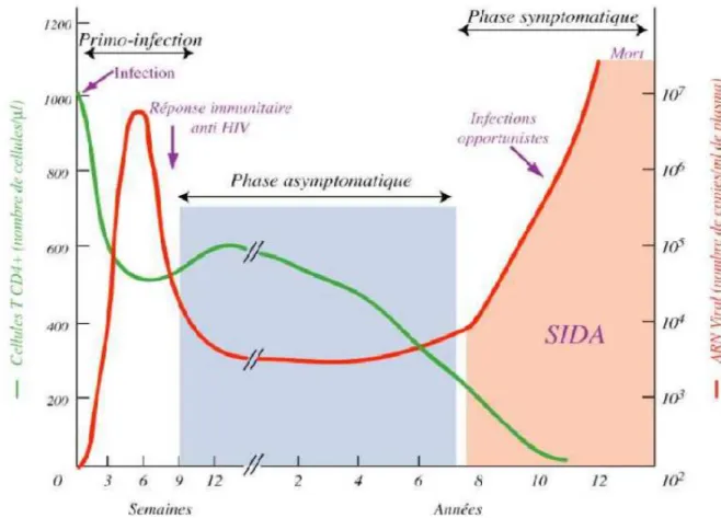 Figure 6: Evolution des lymphocytes et charge virale [28].