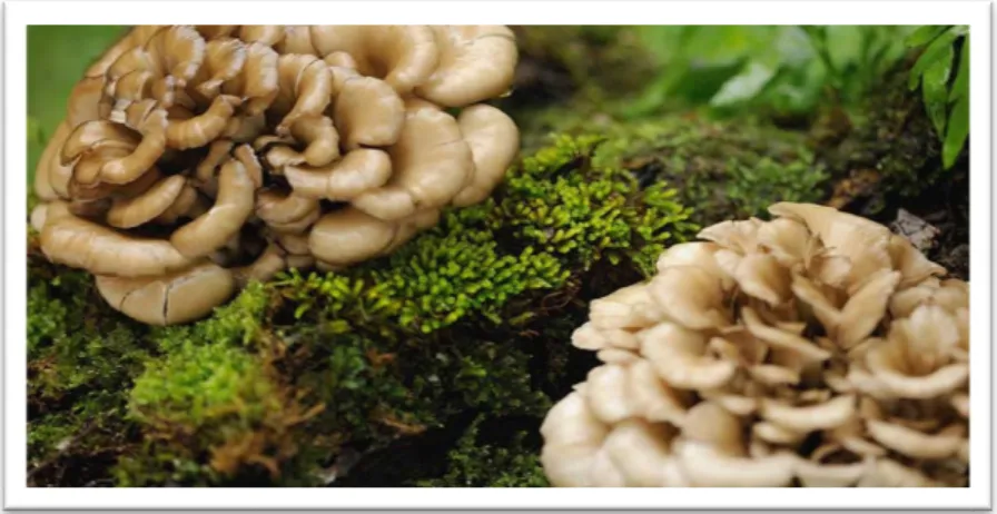 Figure 5 Nom scientifique : 