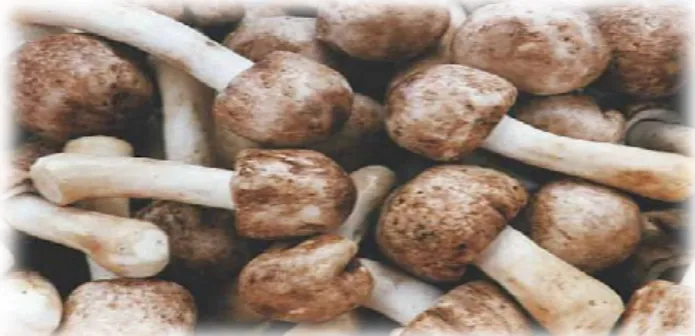 Figure 1 2 : Agaricus subrufescens [104]. 