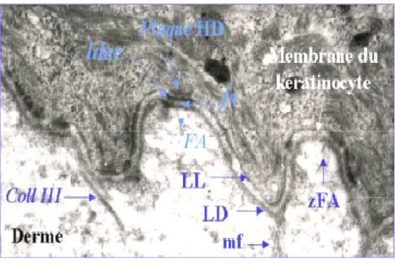 Figure 4 : la jonction dermo-épidermique 