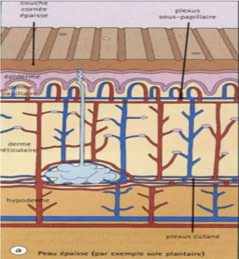 Figure 5 : vascularisation et innervation du derme et hypoderme 