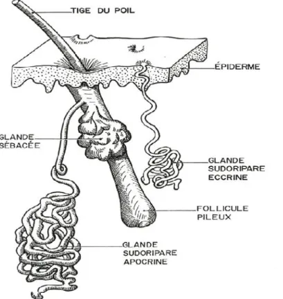 Figure 6 : schéma d’une annexe cutanée  
