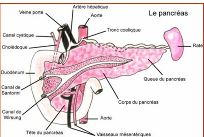 Figure 2 : schéma descriptif du pancréas 