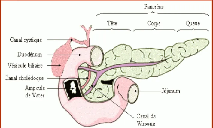 Figure 4 : schéma des canaux pancréatiques situation et abouchement 